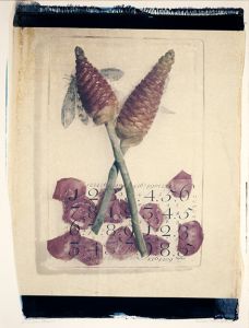 decorative image of Pine-Cone-Ginger ,   2016-01-22 12:34:29