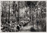decorative image of Loxahatchee-River-2 , LOXAHATCHEE RIVER #2 2017-10-30 10:24:05