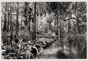 decorative image of Loxahatchee-River-2 , LOXAHATCHEE RIVER #2 2017-10-30 10:24:05