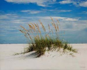 decorative image of michaelsmith-sand-dune-santa-rosa-island , SAND DUNE, SANTA ROSA ISLAND 2017-10-25 11:01:16
